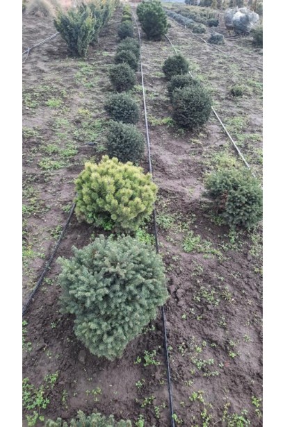 Ель сербская Карел